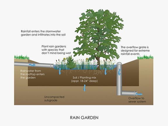 Rain Garden